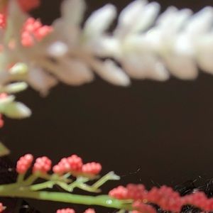 Meet your Posher, Nataly